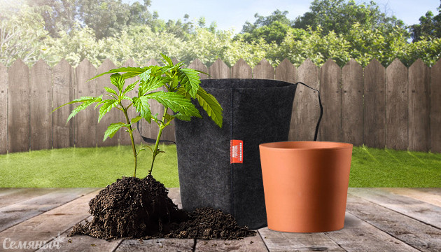 Как сажать коноплю в атдоре