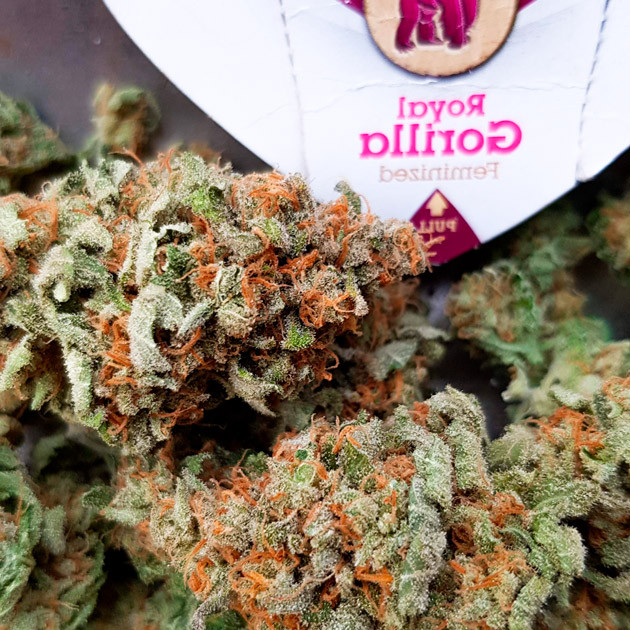 Готовые шишки