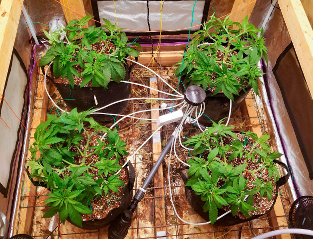 Применение техники мейн-лининг 4 куста конопли в гроубоксе