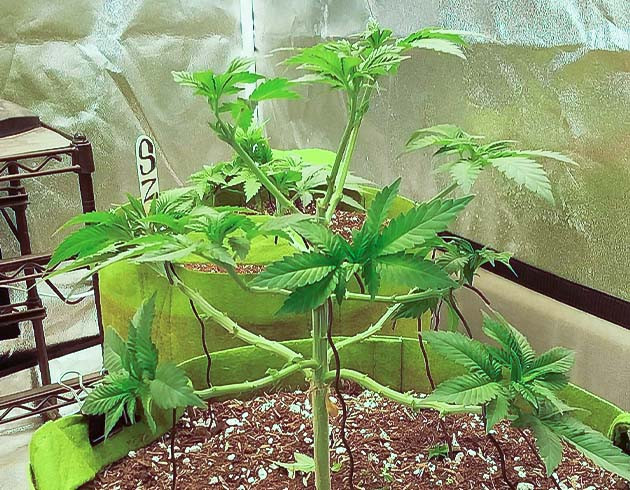 Куст Pineapple Chunk на цветении