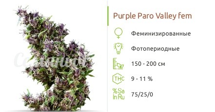Purple Paro Valley fem (Mandala Seeds)