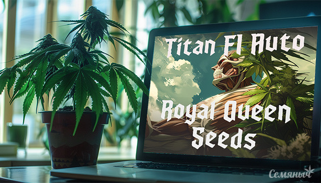 Гроурепорт по выращиванию сорта Titan F1 Auto