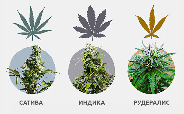 Внешний вид конопли