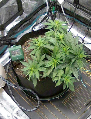 Появление первых предцветов