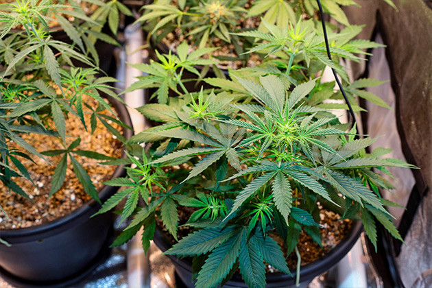 Кусты Runtz Auto от Barney's Farm на 6 неделе выращивания