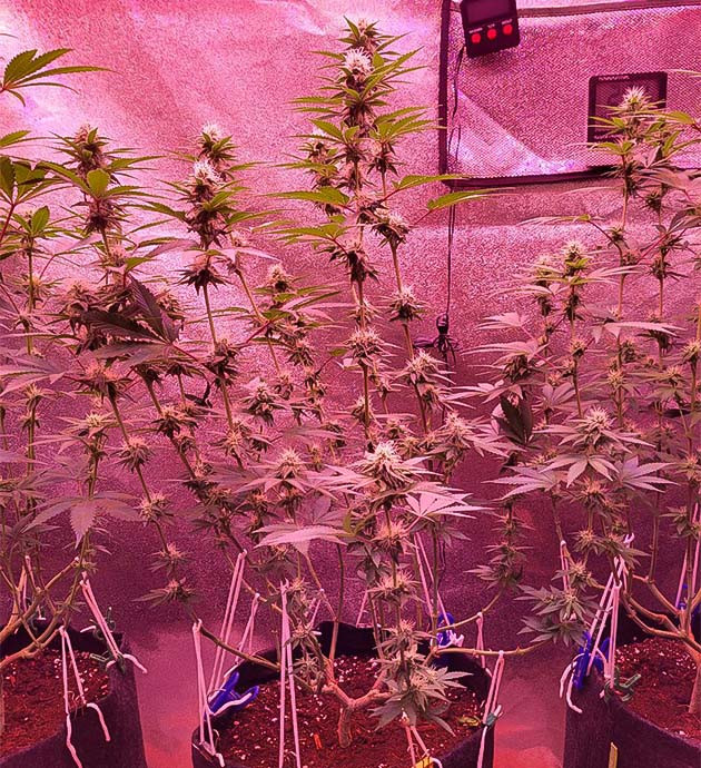 Стадия зацветания конопли