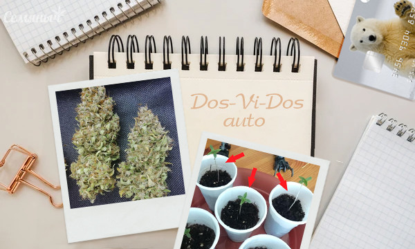 Гроурепорт сорта Dos-Vi-Dos Auto fem