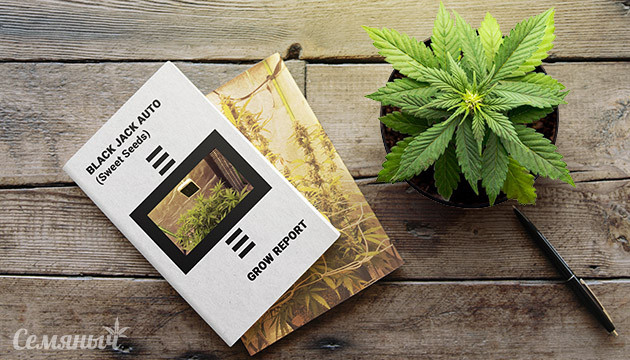 Гроурепорт сорта марихуаны Black Jack Auto