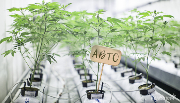 Автоцветы на гидропонике