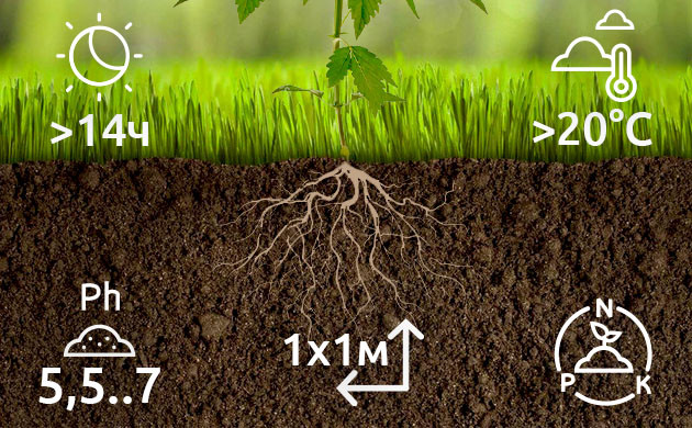 Правила ухода за растением конопли