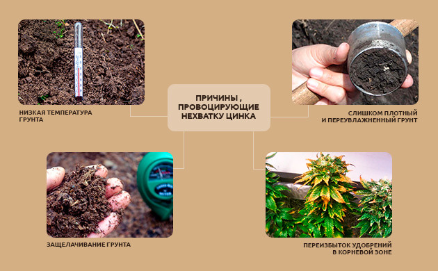 Симптомы нехватки цинка у кустов каннабиса