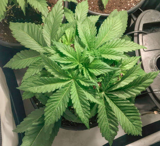 Куст Mimosa Shot от Herbies Seeds ростом 31 см