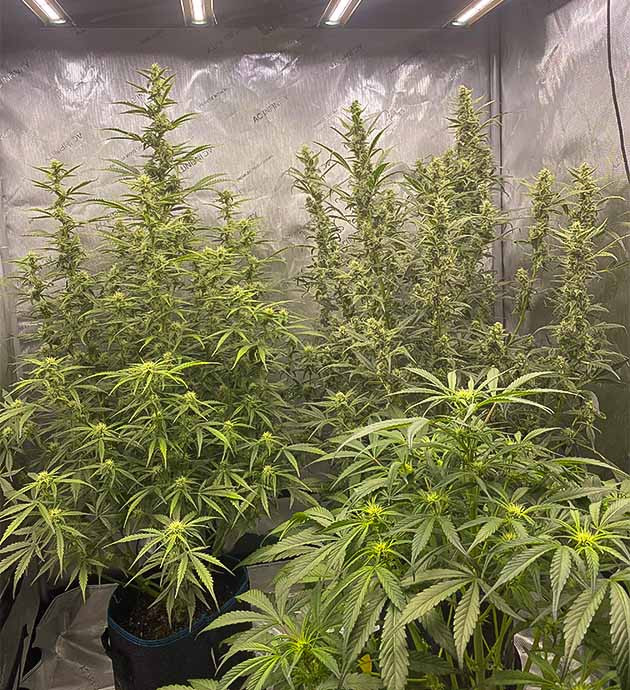 Четвертая неделя цветения конопли