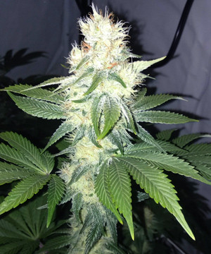 Шишка сорта марихуаны LSD