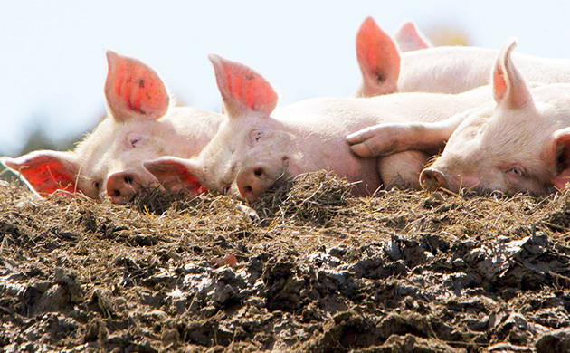 Свиной навоз