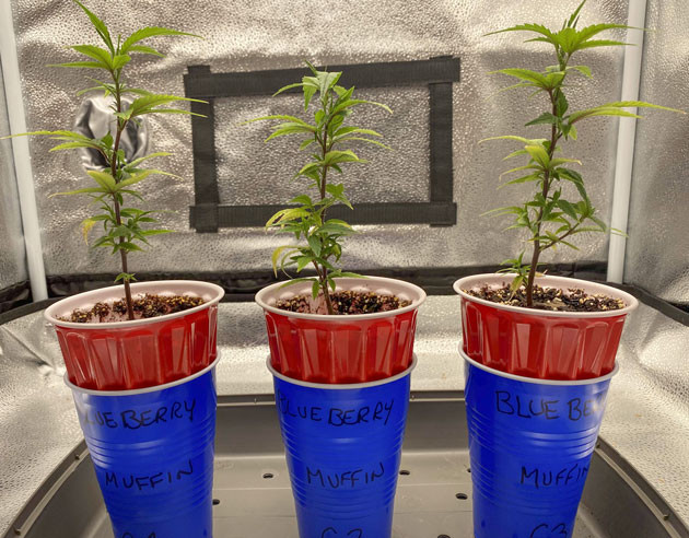 Подкормка и уход за Blueberry Muffin