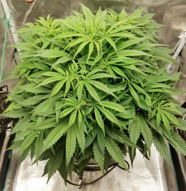 Толстый стебель и листья Bruce Banner Auto