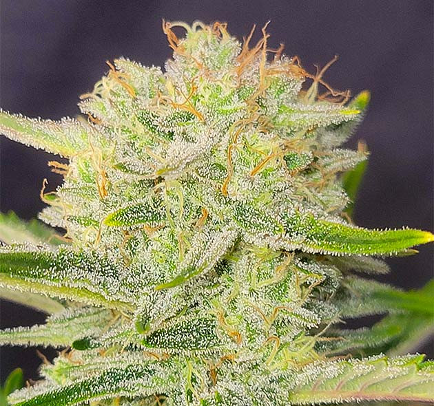 Динамичное цветение Apricot Auto.