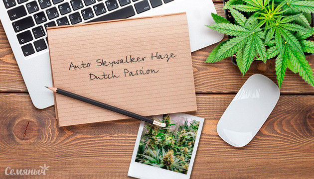 Выращивание сорта конопли Skywalker Haze в индоре