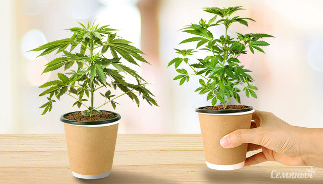 Какие сорта конопли подходят для одновременного выращивания