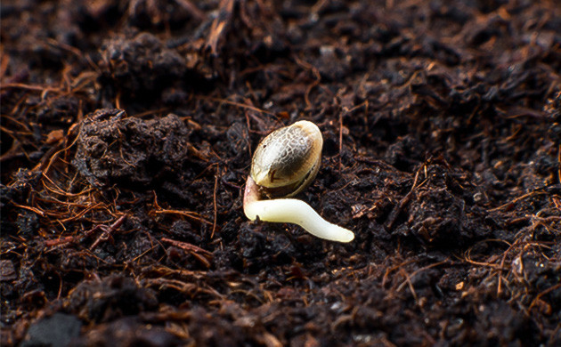 Богатая почва для урожая конопли