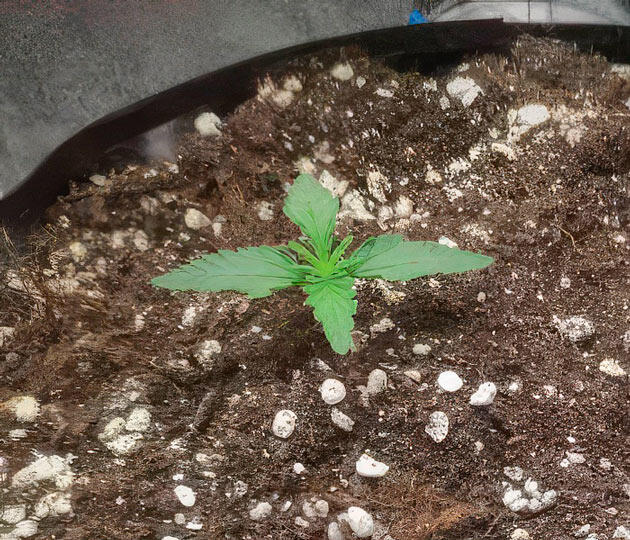 Росток Super Silver Haze от GHS на 1 неделе