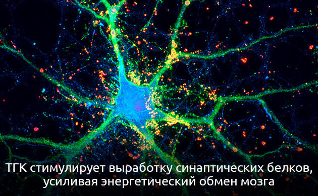 Двойной эффект ТГК