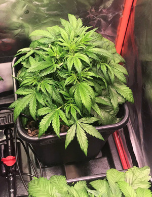 Дефолиация куста марихуаны