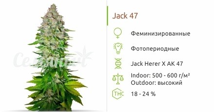 Jack 47 fem от Sweet Seeds