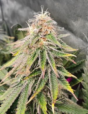 Соцветие синевато-фиолетового оттенока