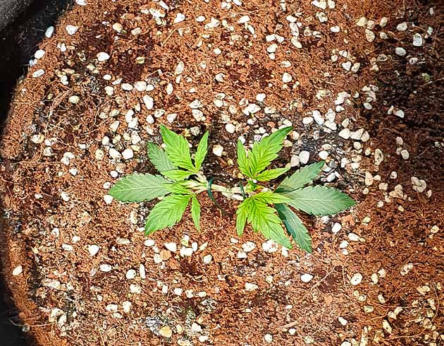 Растение Zkittlez Auto