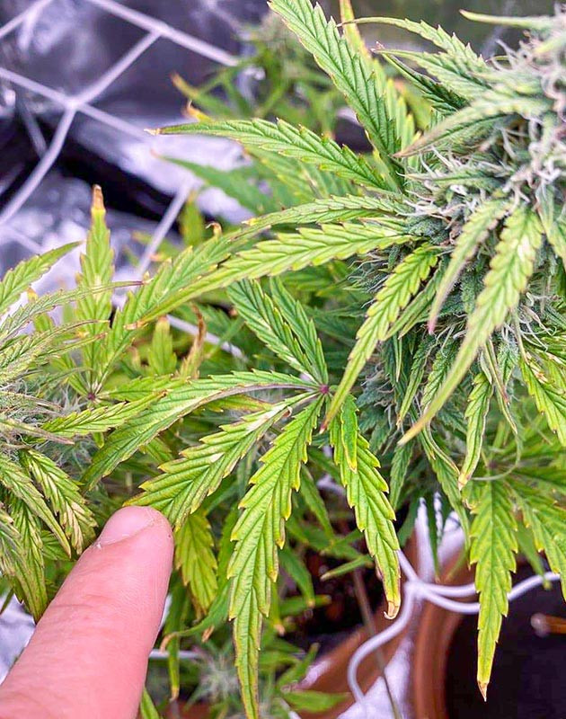 Сравнение роста двух сортов автоцветов