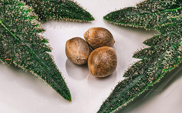 Безопасное проращивание семян конопли с использованием перекиси водорода