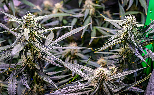 Полив кустов Wedding Cheesecake Auto системой автополива