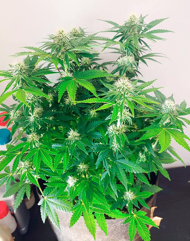 Бутоны с белыми стигмами