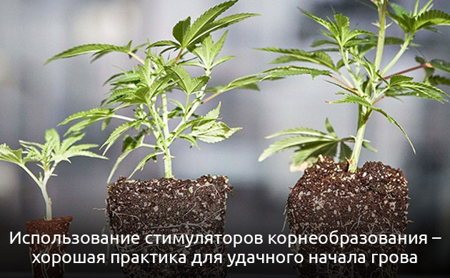 Минеральные и органические стимуляторы