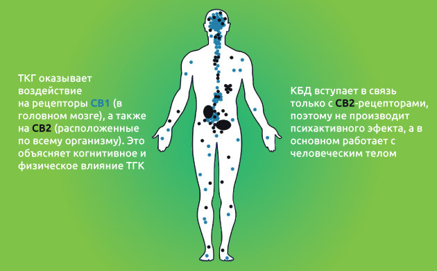 Как получают КБД-масло?