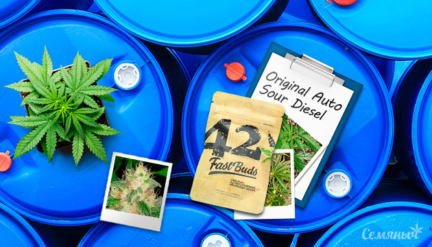 Выращивание сорта конопли Original Auto Sour Diesel в индоре