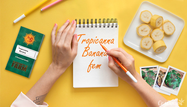 Выращивание сорта Tropicanna Banana