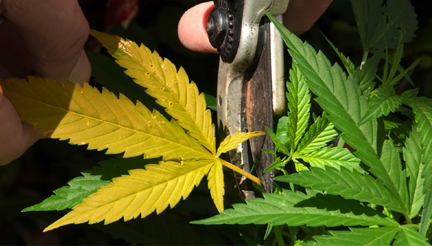 Желтый лист марихуаны