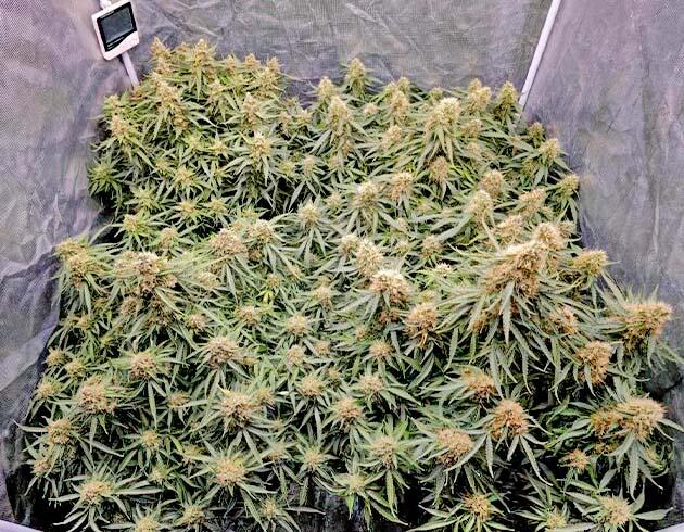 Марихуана на 10 неделе роста