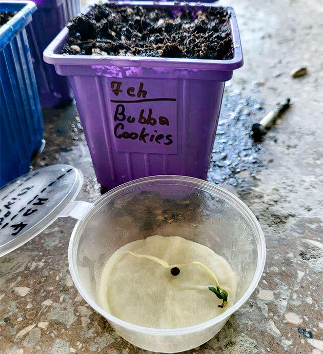 Корешок сорта Bubba Cookies Auto