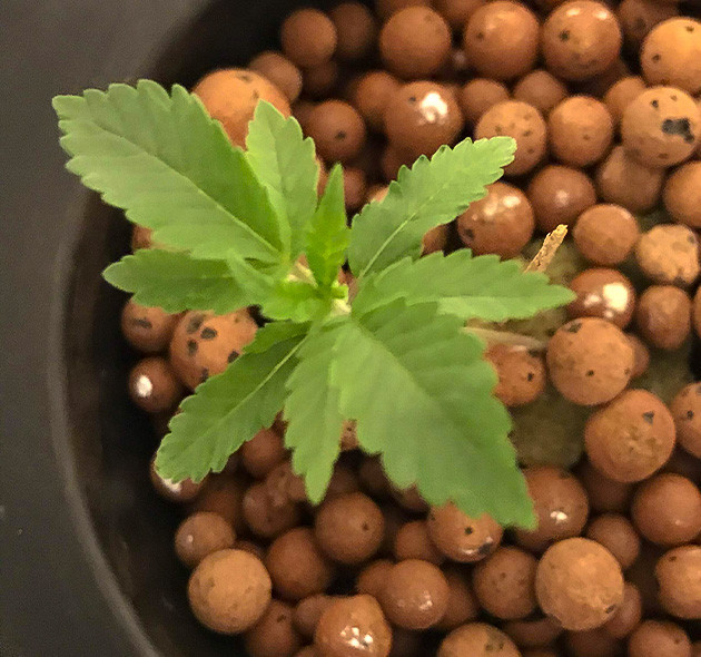 Проращивание семечки Bruce Banner в минвате