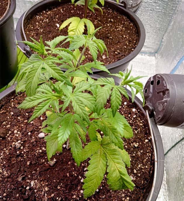 Влияние конопли на стресс