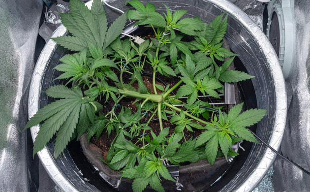 Рост конопли сорта Delicious Candy Early Version fem в гроубоксе