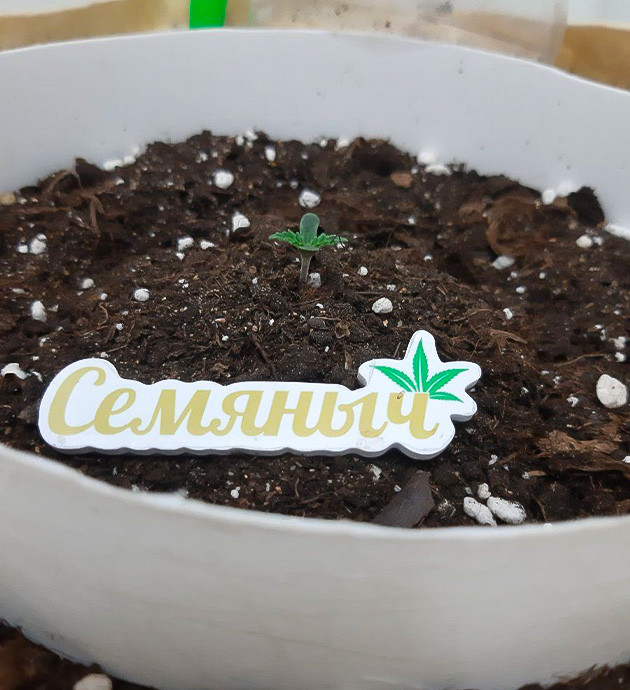 Первые дни Critical Orange Punch Auto