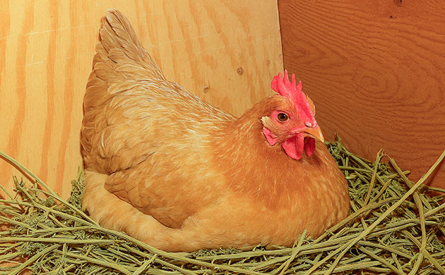 Конопляная подстилка для животных