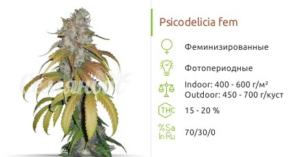 Psicodelicia fem (Sweet Seeds)