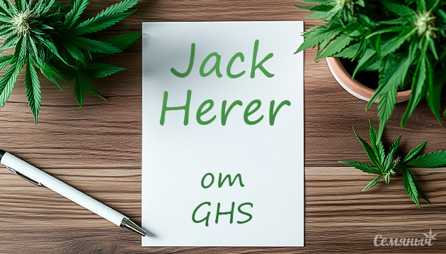 Выращивание марихуаны сорта Jack Herer