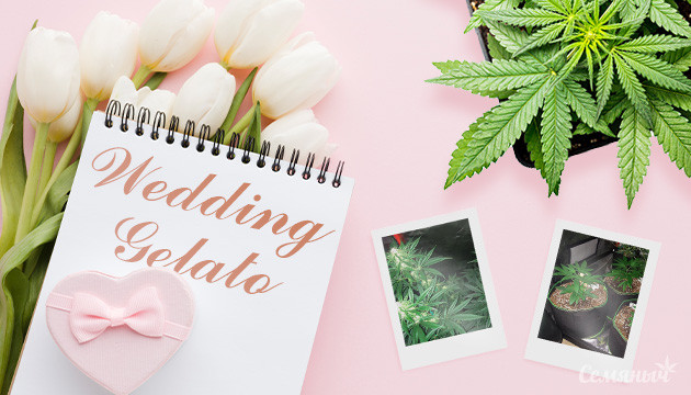 Выращивание сорта конопли Wedding Gelato в кокосе